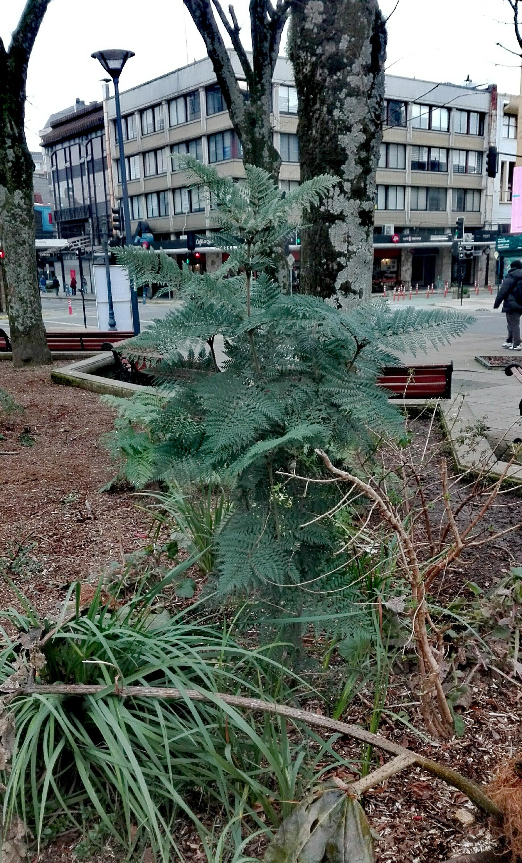 Kiosko plaza valdivia