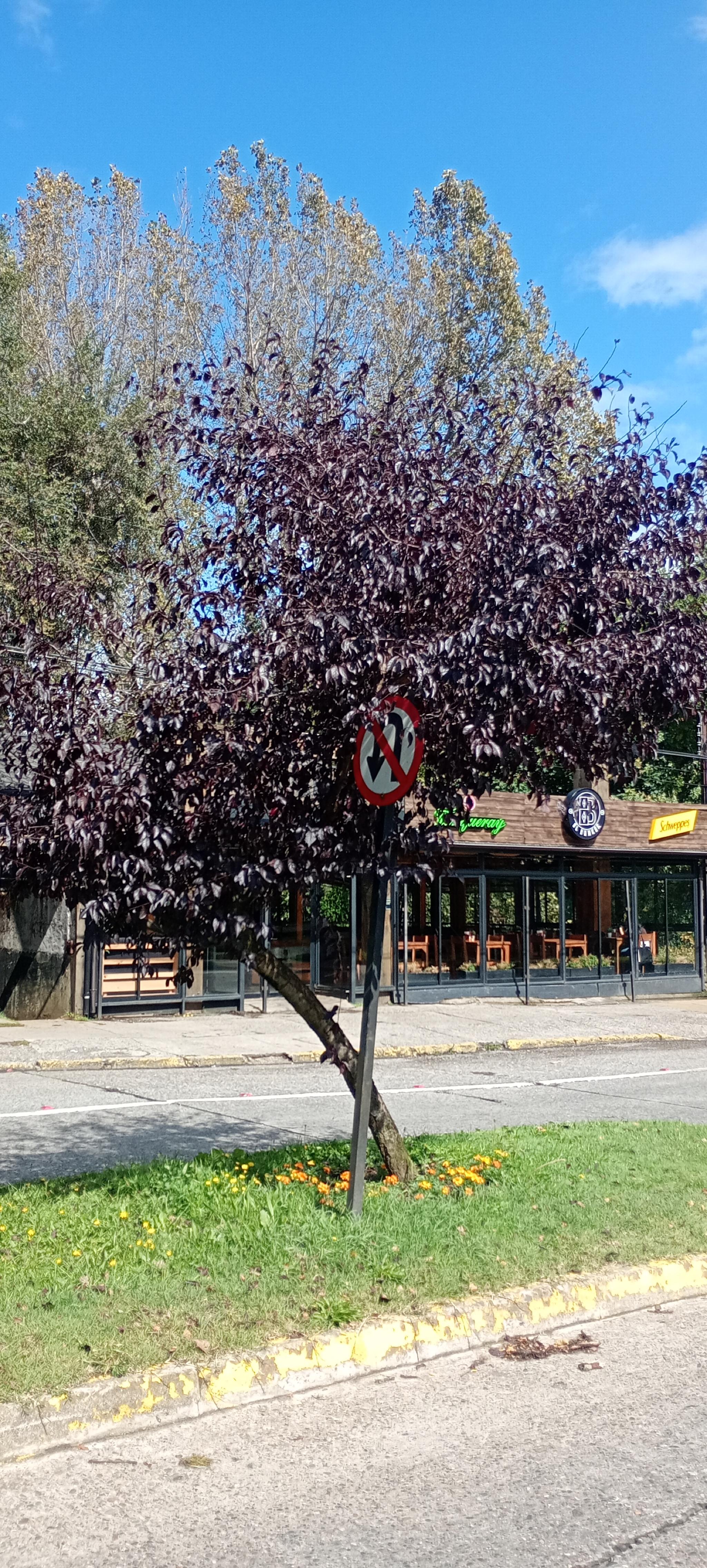 Hospedaje Los Robles