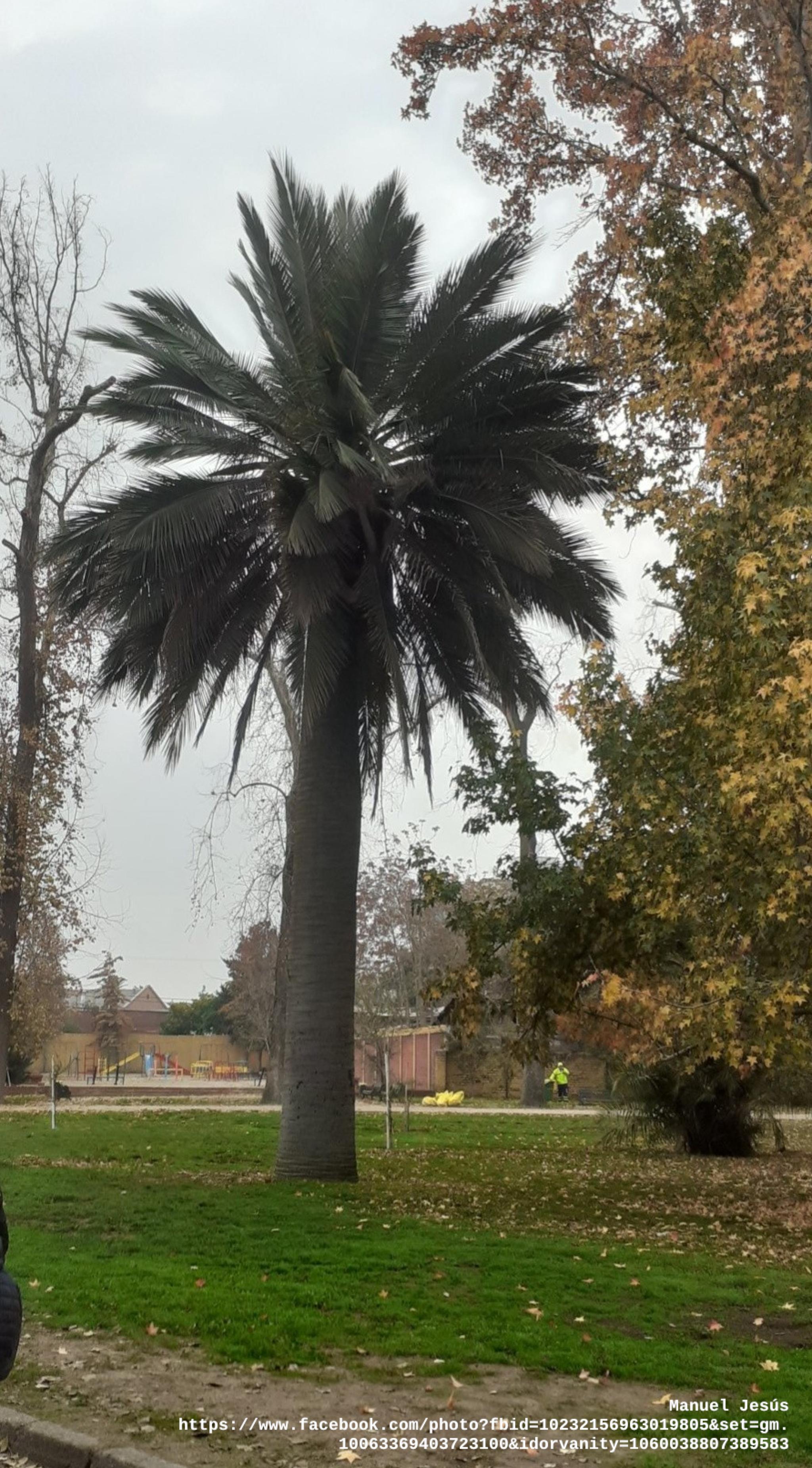 Huerto Urbano Yungay