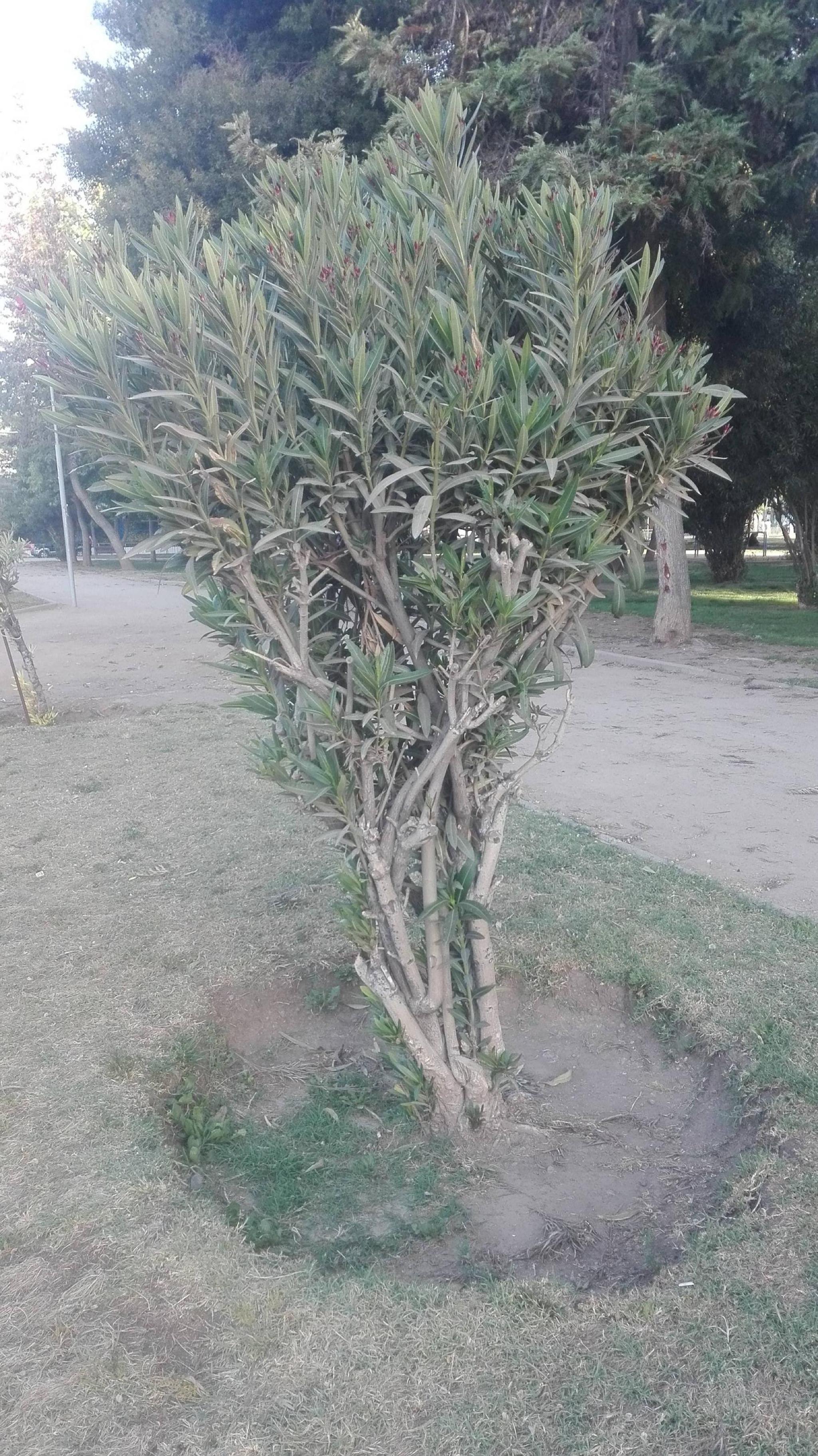 La Negra