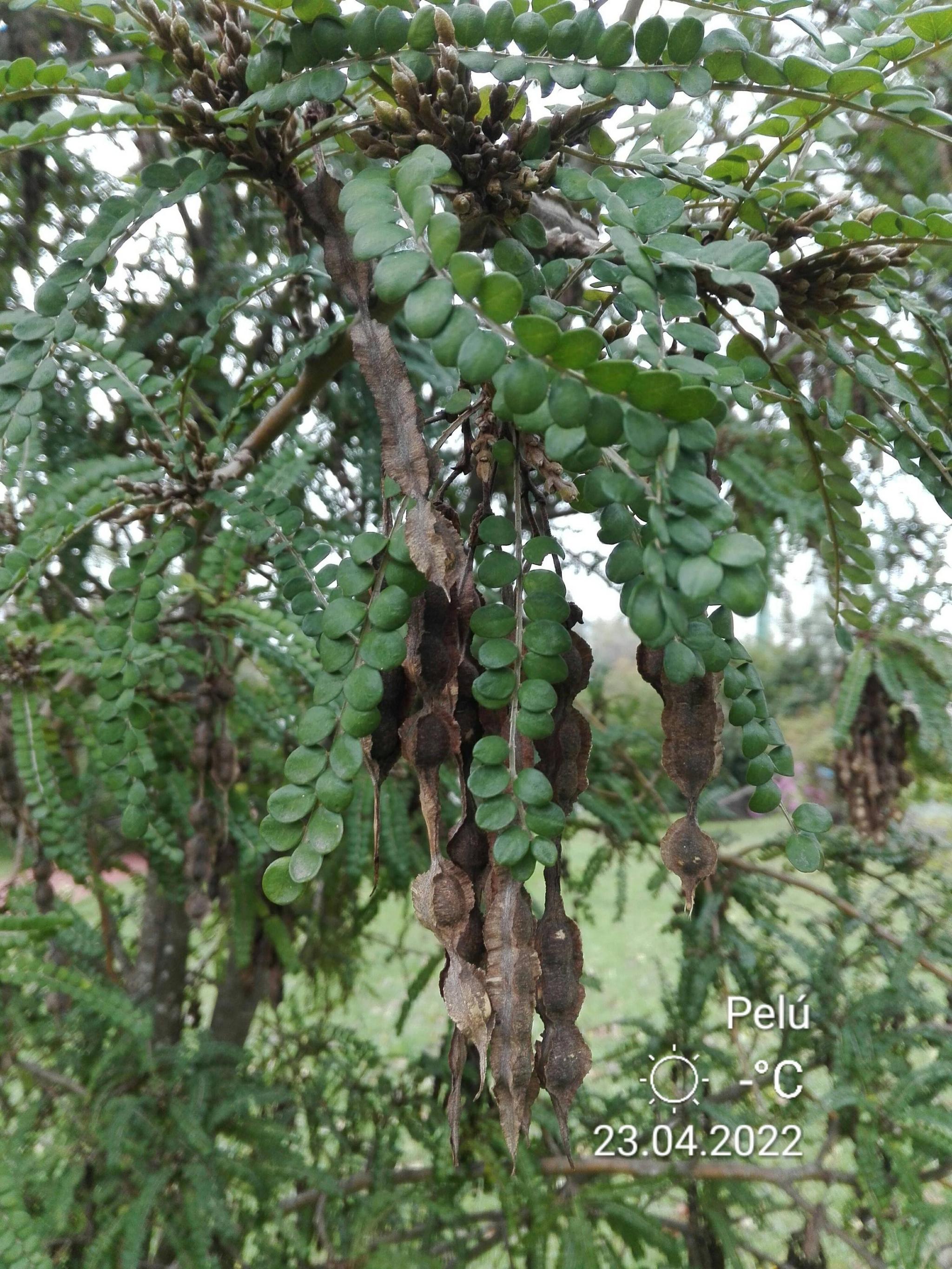 Reservorio de Biodiversidad