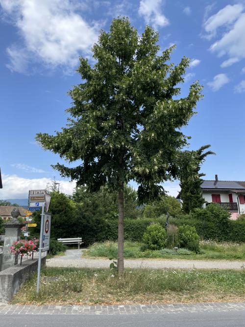 Aire camping-car Camping Erlach