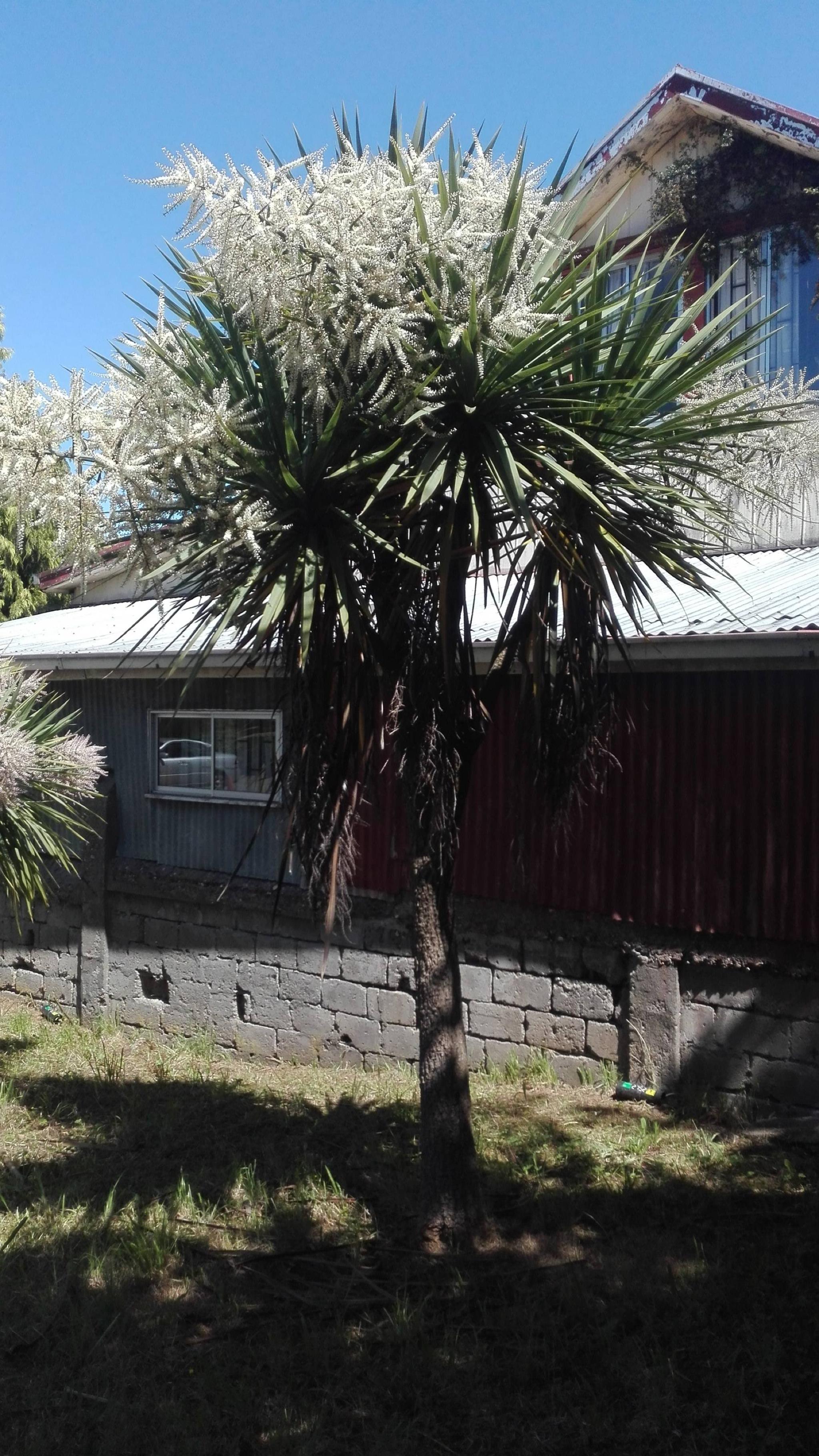 Torreón Los Canelos