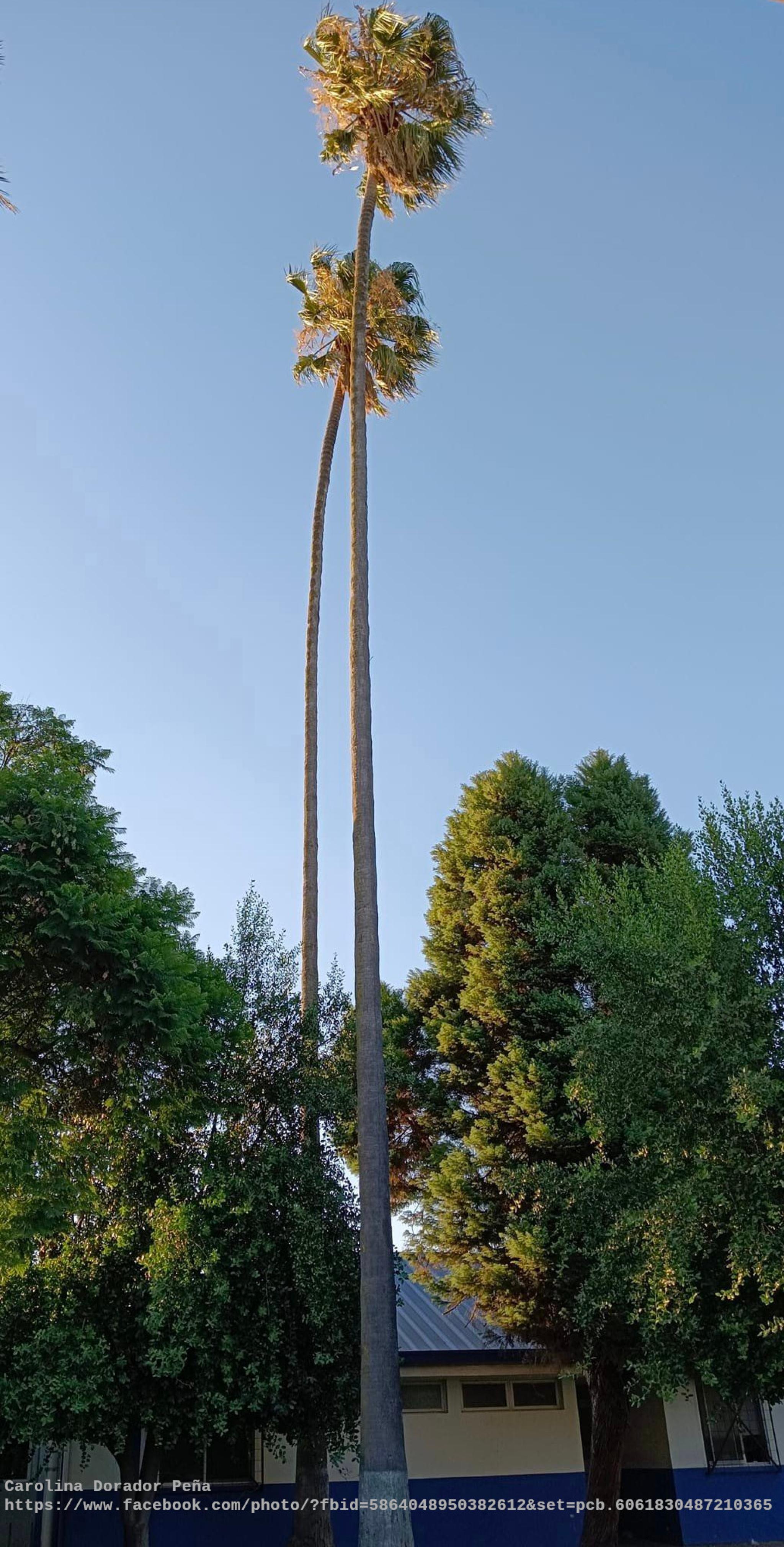 Plaza Hualañé