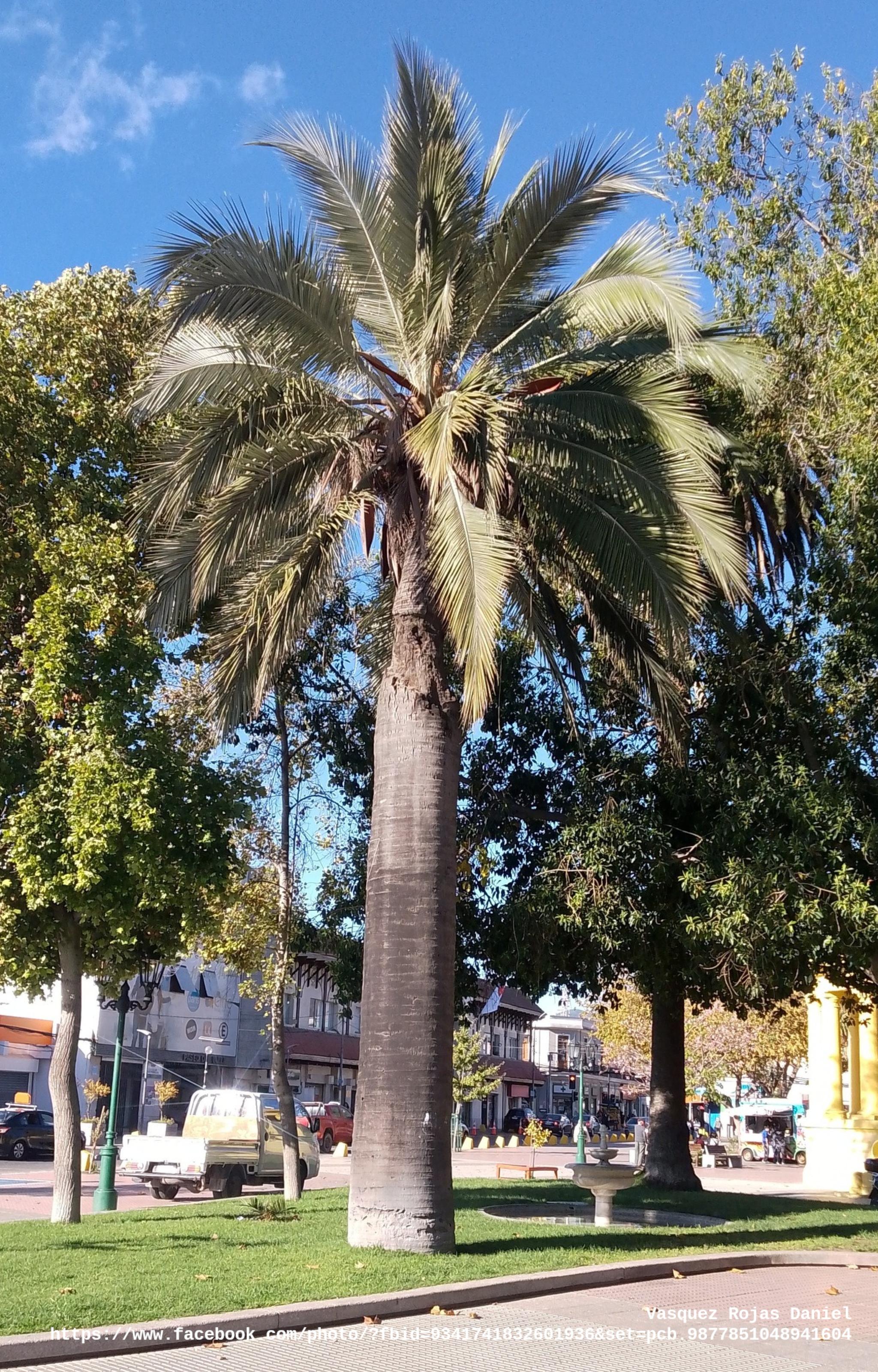 Hebras de hierro