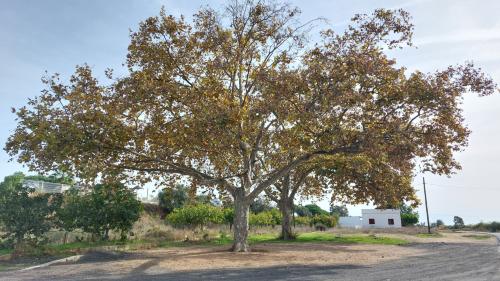 Aire camping-car AYAMONTE 21420 - Aire CCI 30961