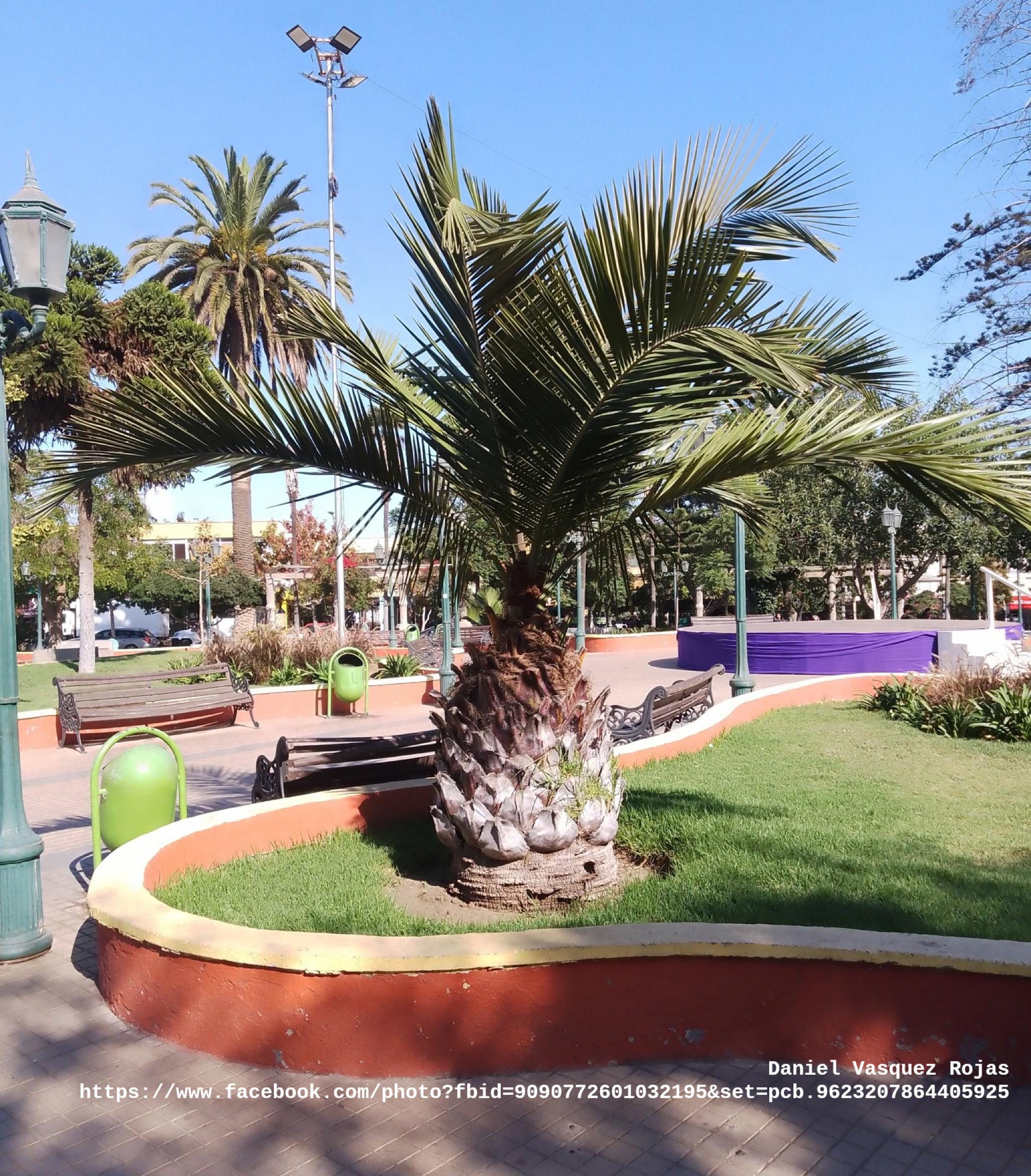 Plaza de Armas La Ligua