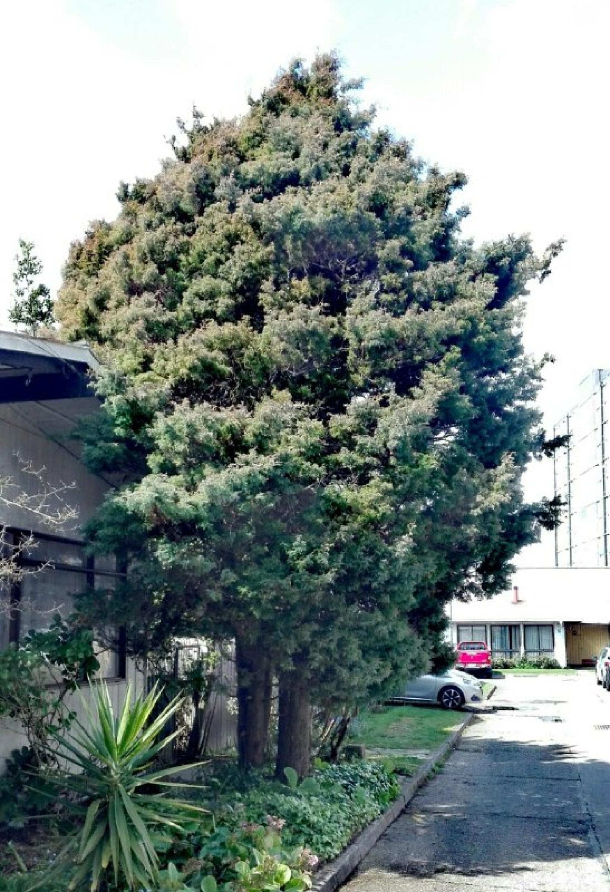 Cabañas Janequeo