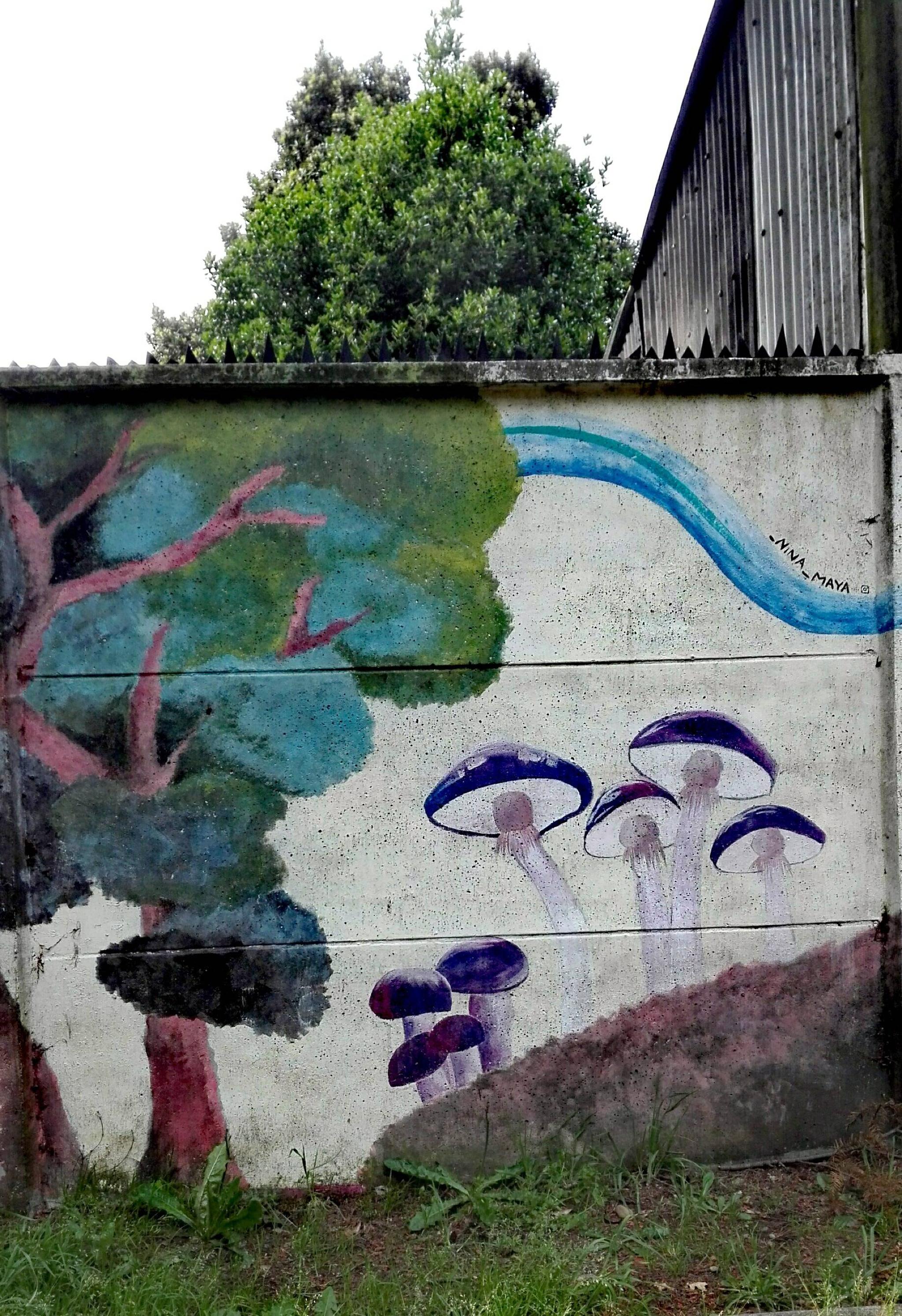 Hongos Coihue