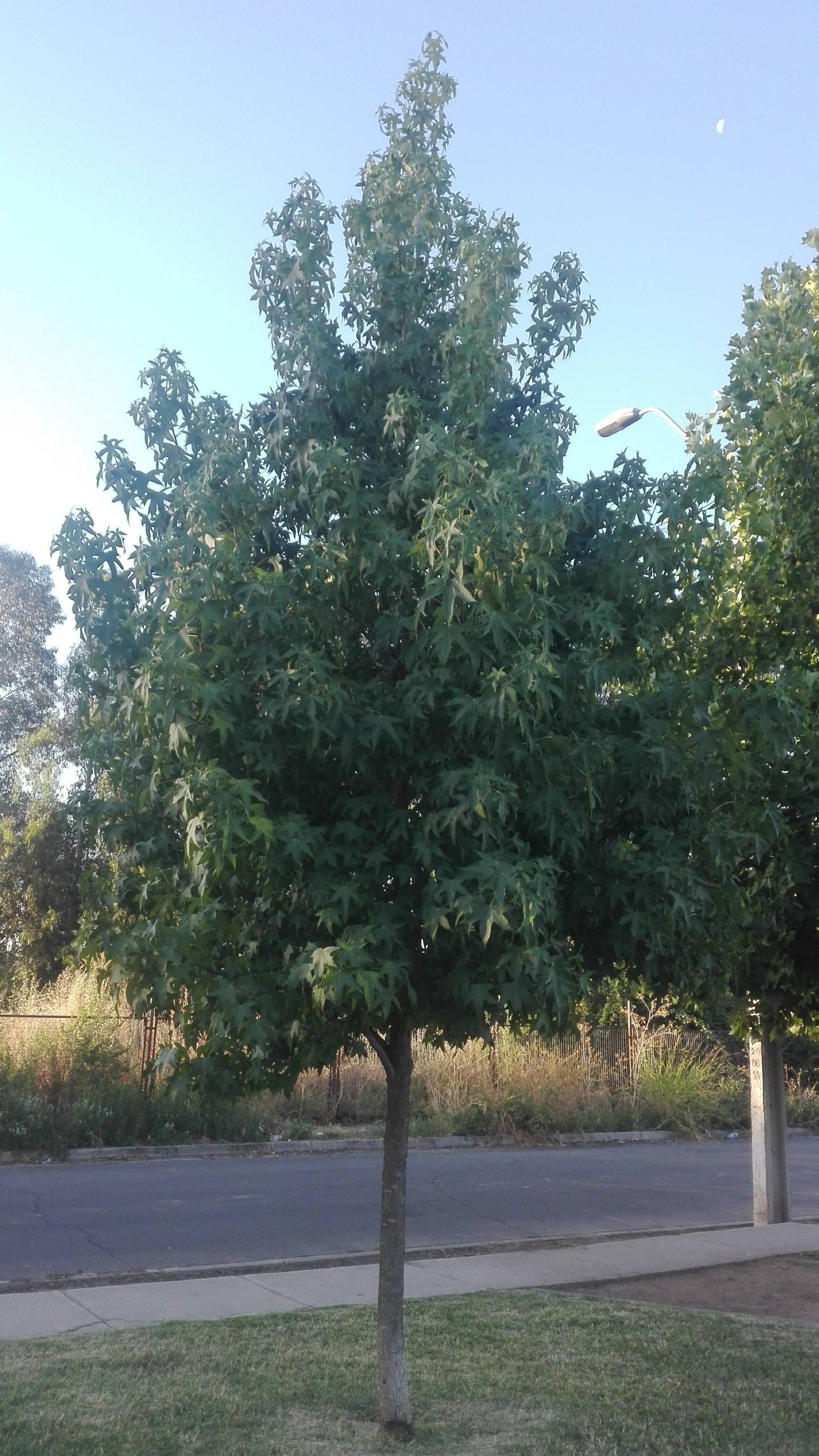 Plaza de Juegos Robles de Otoño