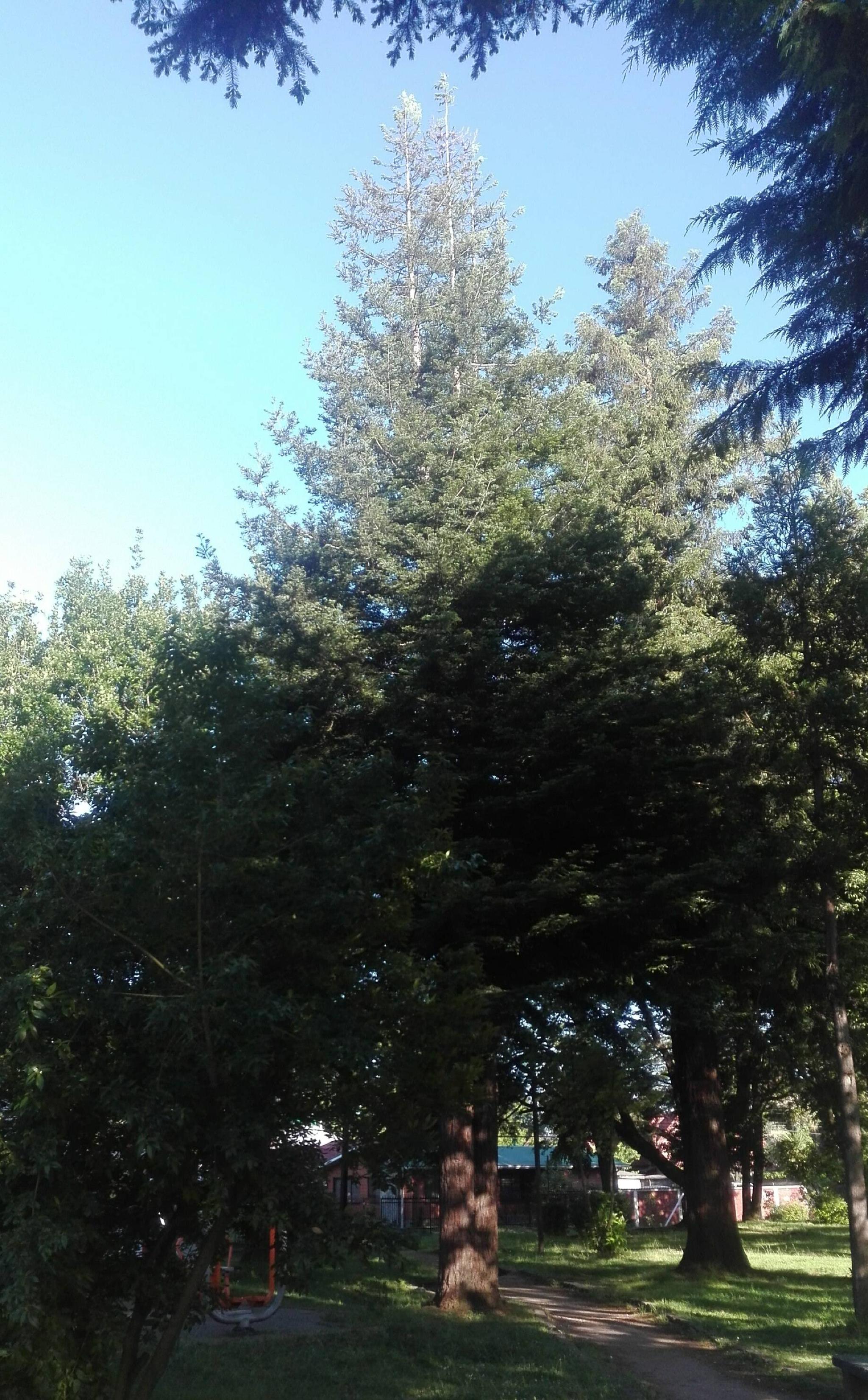 Etelier Bello Ulloa