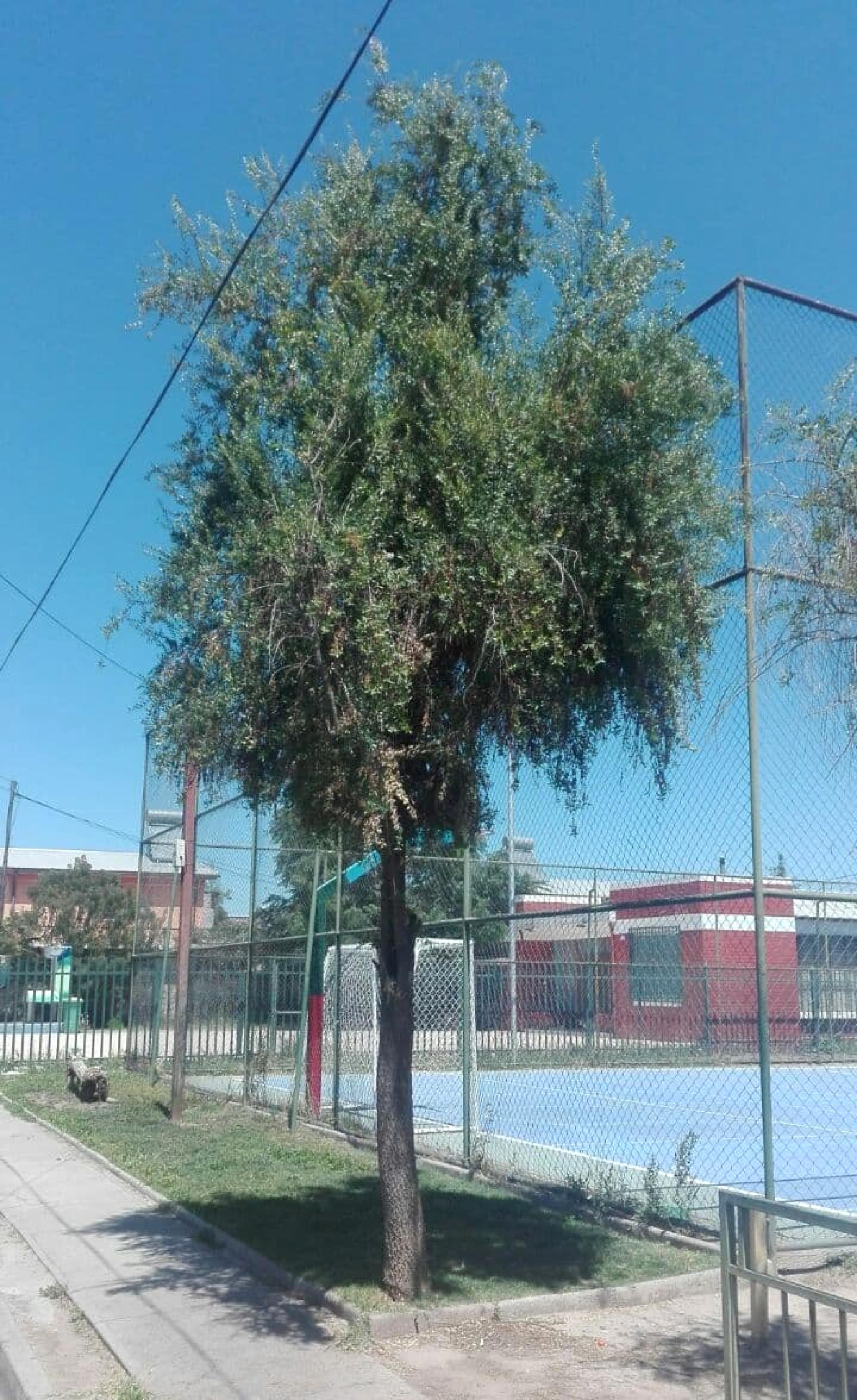 Plazuela Guernica