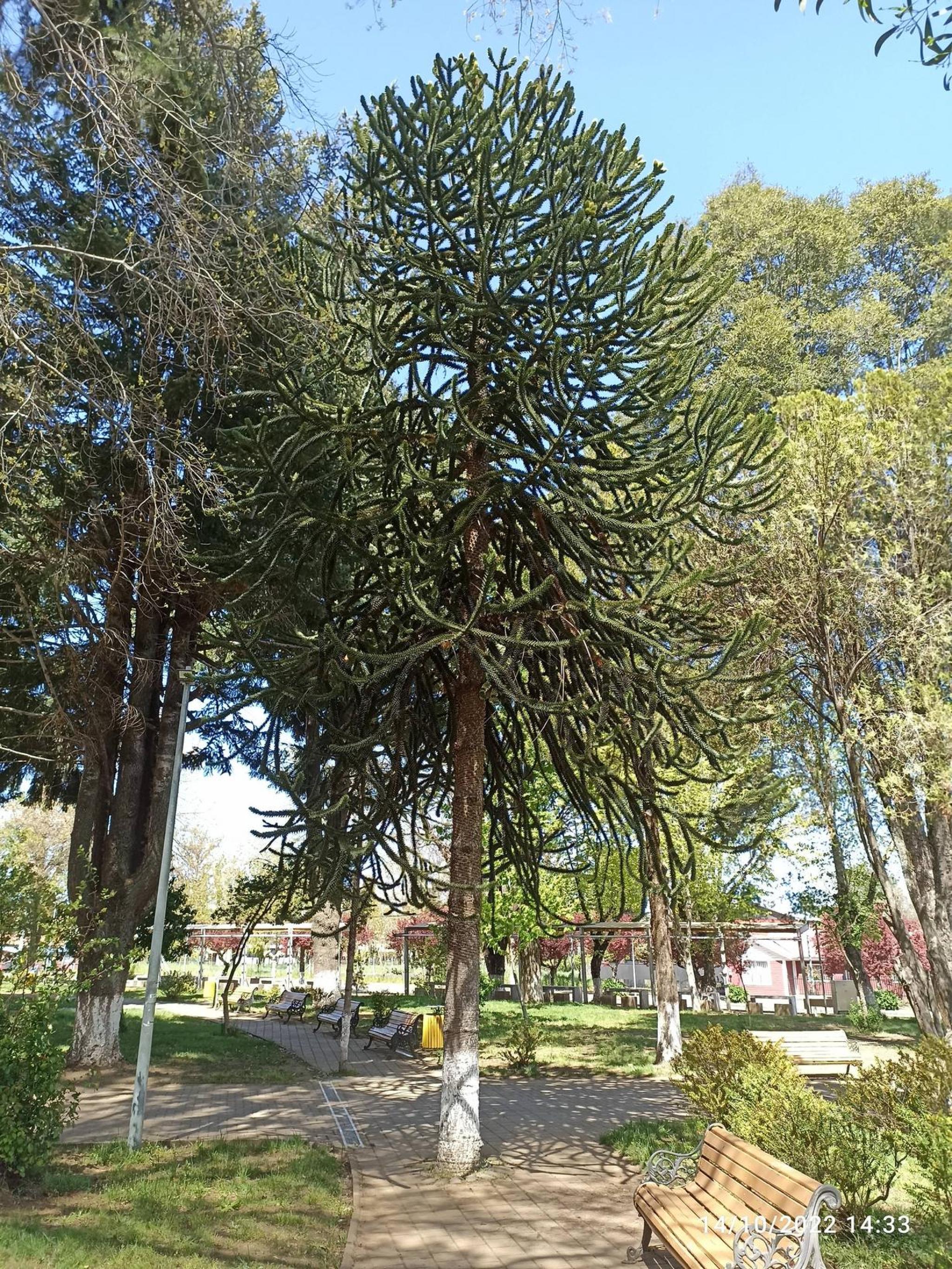 Plaza Quilleco